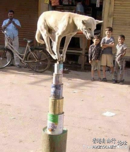   Pets 寵物護理 +紀念堂