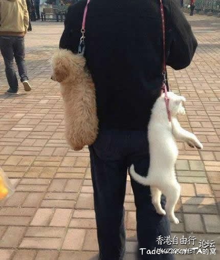   Pets 寵物護理 +紀念堂