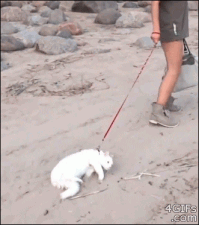 Cat: 不宜狗看  Pets 寵物護理 +紀念堂