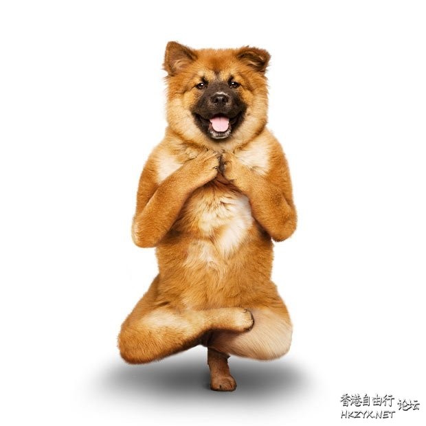 Cat: 不宜狗看  Pets 寵物護理 +紀念堂