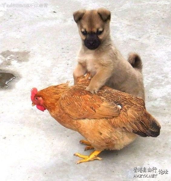   Pets 寵物護理 +紀念堂