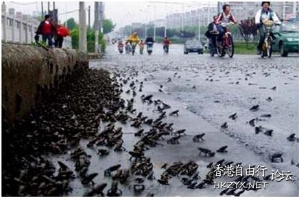 地震前的离奇现象  世界奇闻