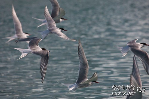   Birds 飛烏