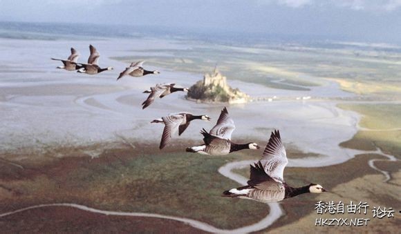   Birds 飛烏