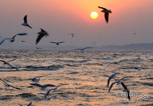   Birds 飛烏