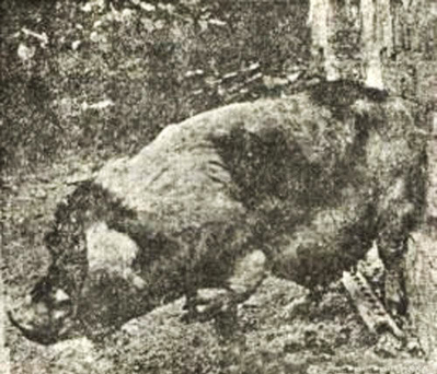 輪迴轉生動物還債真實事  佛教