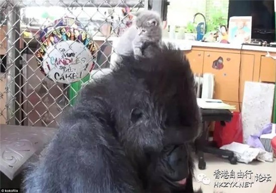 猩猩收養了一只貓寶寶  Pets 寵物護理 +紀念堂