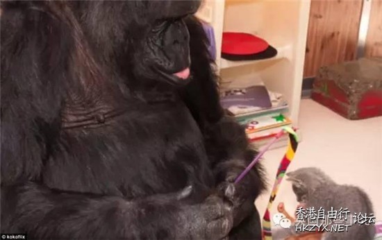 猩猩收養了一只貓寶寶  Pets 寵物護理 +紀念堂