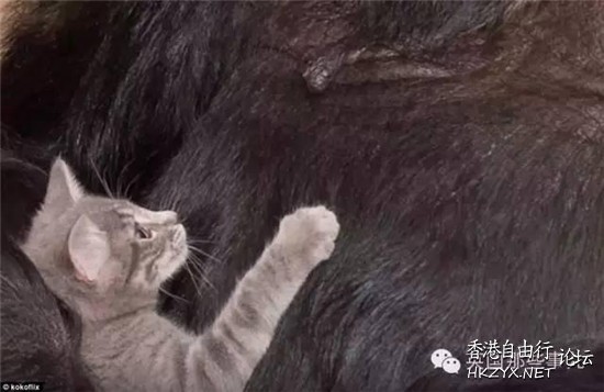 猩猩收養了一只貓寶寶  Pets 寵物護理 +紀念堂