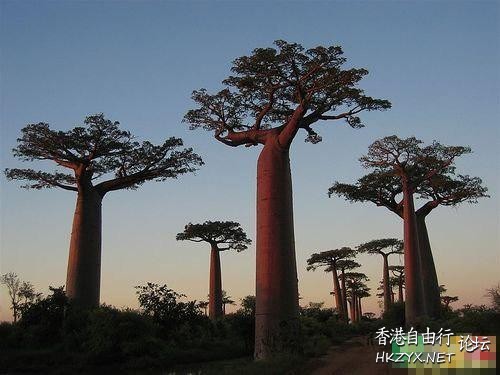 適者生存-“生命之樹”  人生哲理