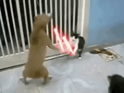 搞笑動物滑稽行為  Pets 寵物護理 +紀念堂