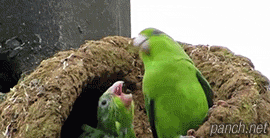   Birds 飛烏
