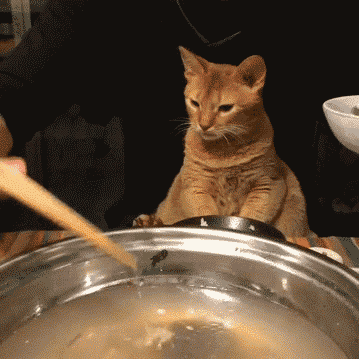 Cat: 願太平天下  Pets 寵物護理 +紀念堂