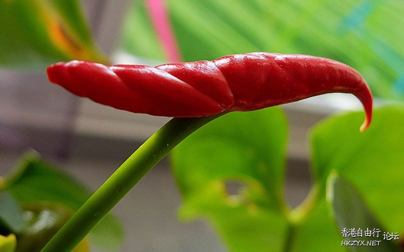 百花爭艷  貼上 精華分享
