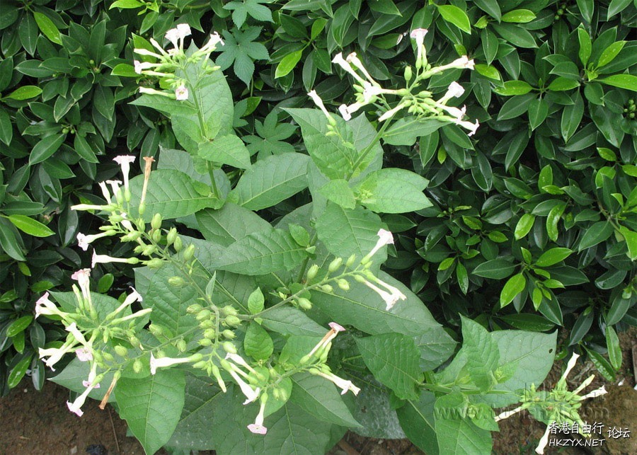 百花爭艷  貼上 精華分享