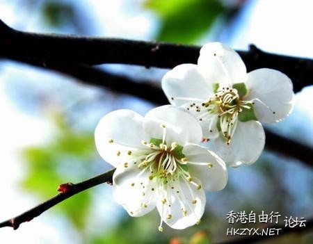 百花爭艷  貼上 精華分享