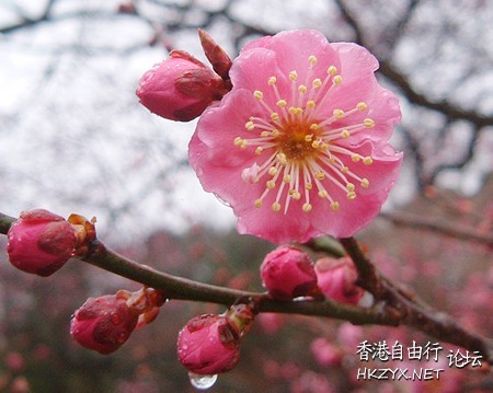 百花爭艷  貼上 精華分享