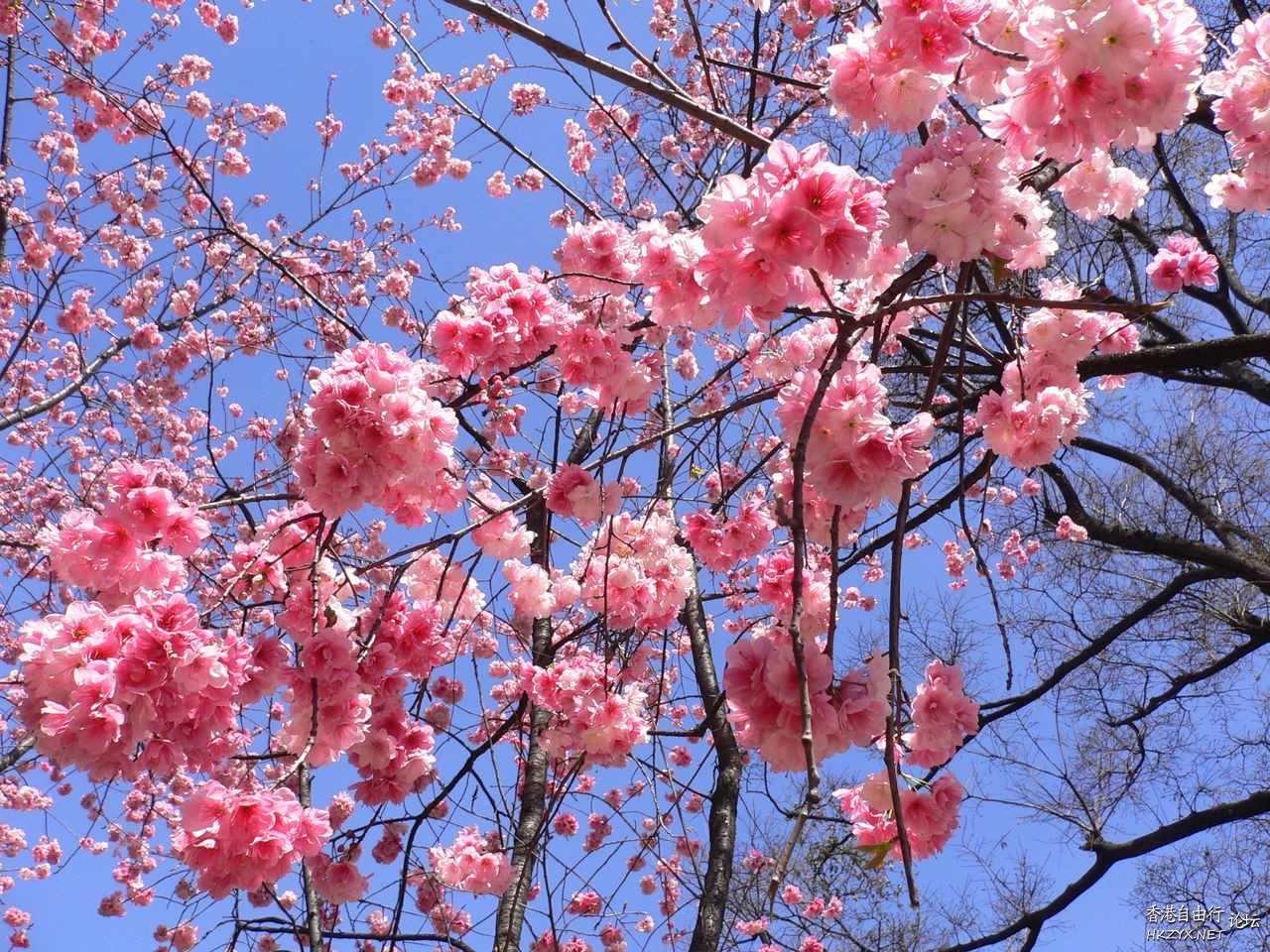 百花爭艷  貼上 精華分享