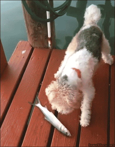 貓貓被主人染色 中毒身亡  Pets 寵物護理 +紀念堂