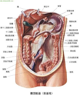 人体器官分部彩图(大全  医学常識