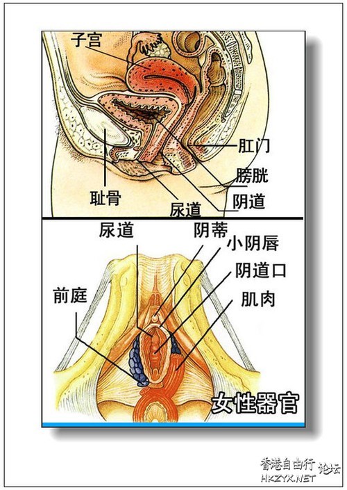 人体器官分部彩图(大全  医学常識