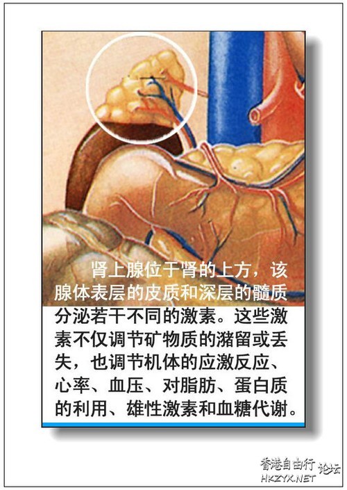 人体器官分部彩图(大全  医学常識