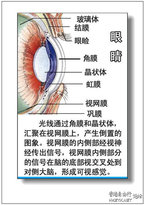   医学常識