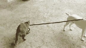   Pets 寵物護理 +紀念堂