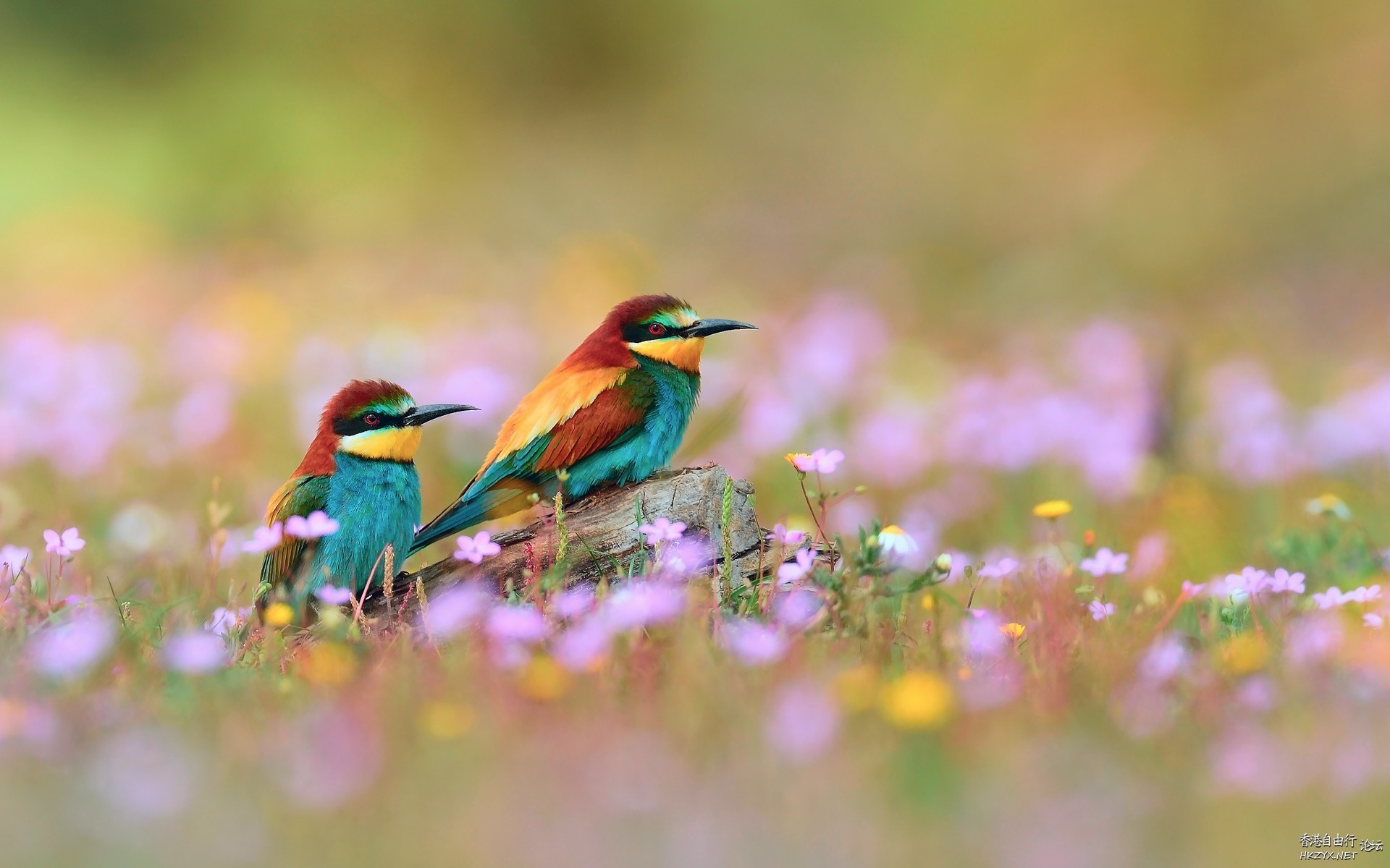   Birds 飛烏