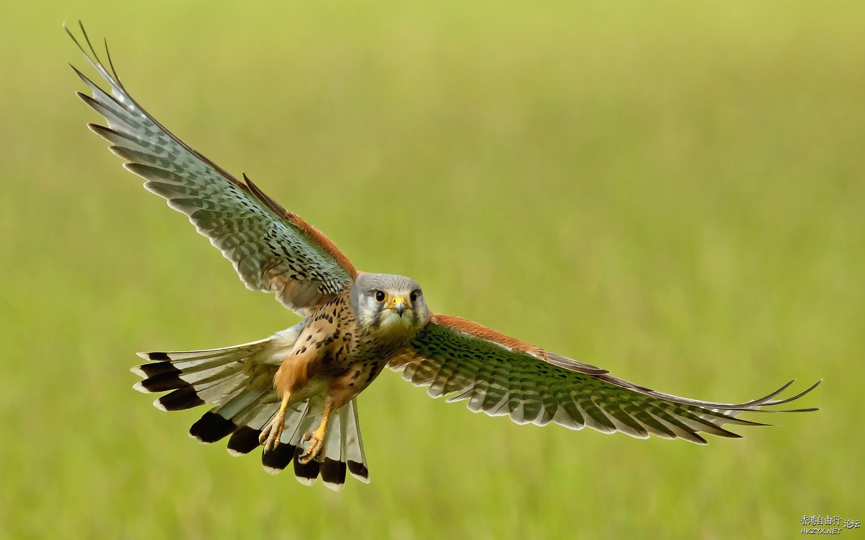   Birds 飛烏