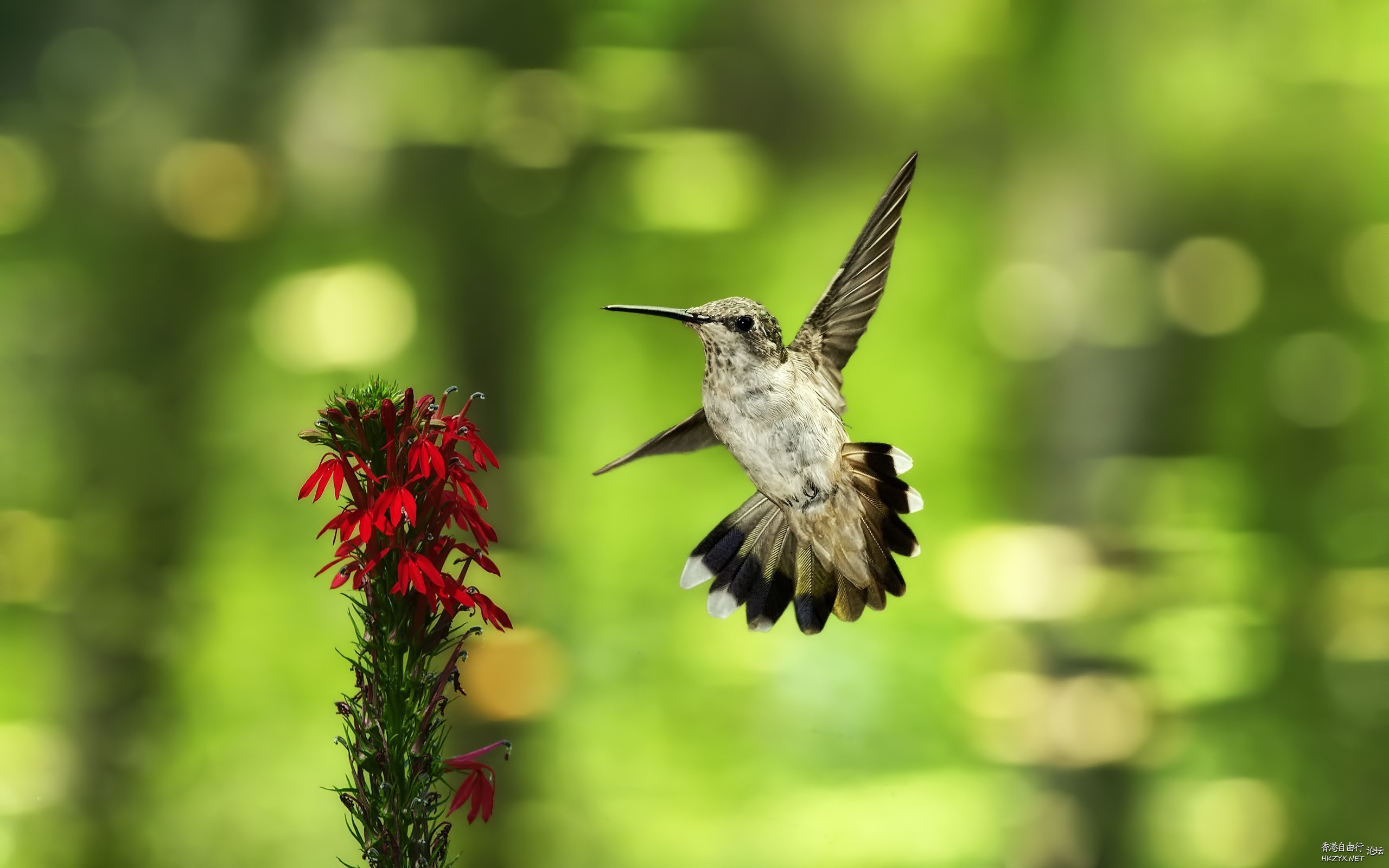   Birds 飛烏