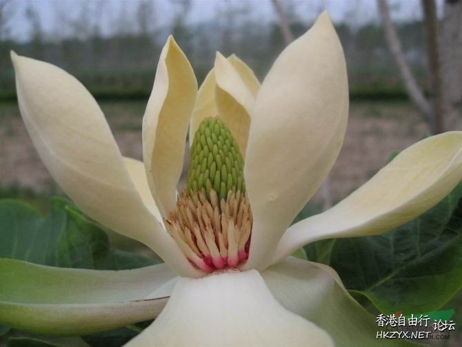 厚朴的種子不容易發芽  人生哲理