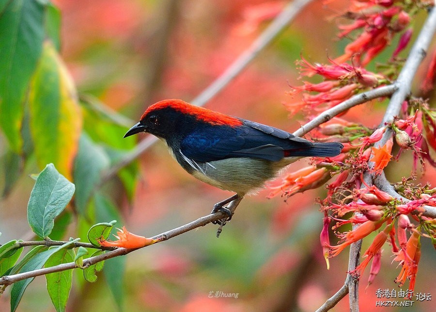   Birds 飛烏
