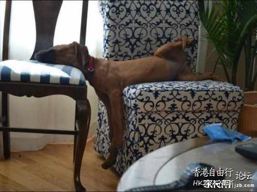 Dog: 條命是我的！  Pets 寵物護理 +紀念堂