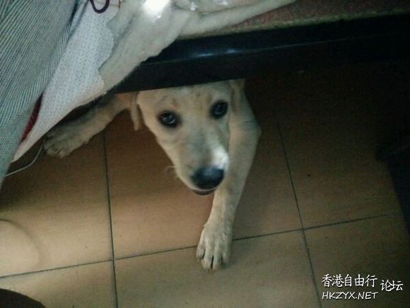 Dog: 條命是我的！  Pets 寵物護理 +紀念堂