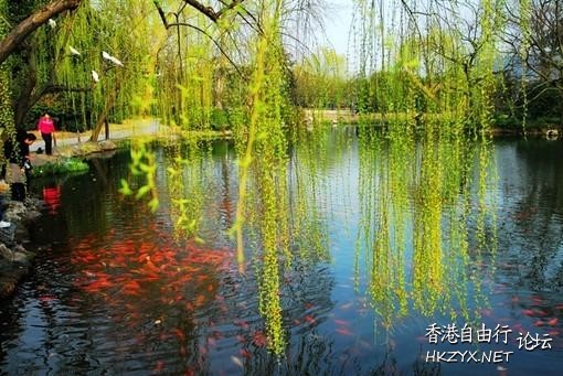西湖美景惹人醉  ChinaTravel 中國觀光景點