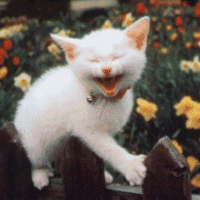 Laughing Cat  Pets 寵物護理 +紀念堂
