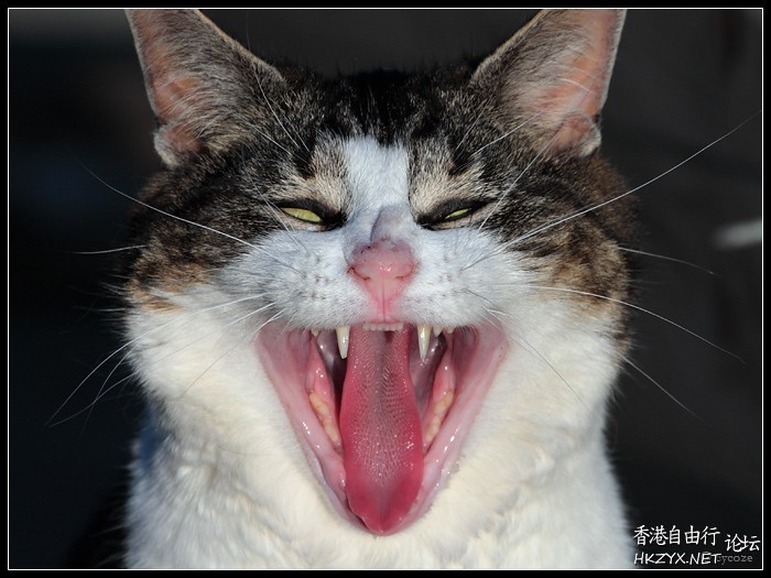 Laughing Cat  Pets 寵物護理 +紀念堂