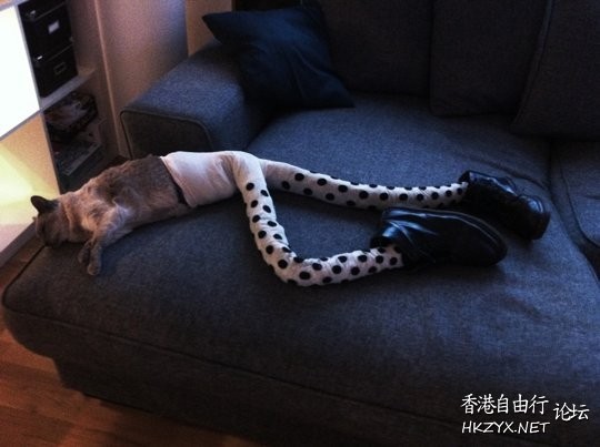 Laughing Cat  Pets 寵物護理 +紀念堂
