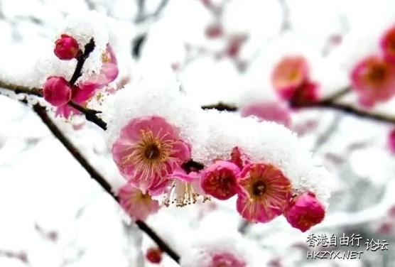 凝結了我失落的心  山水花林啓唔人生