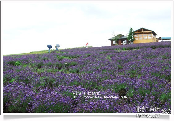 淡淡的浪漫的紫色  Flowers花卉