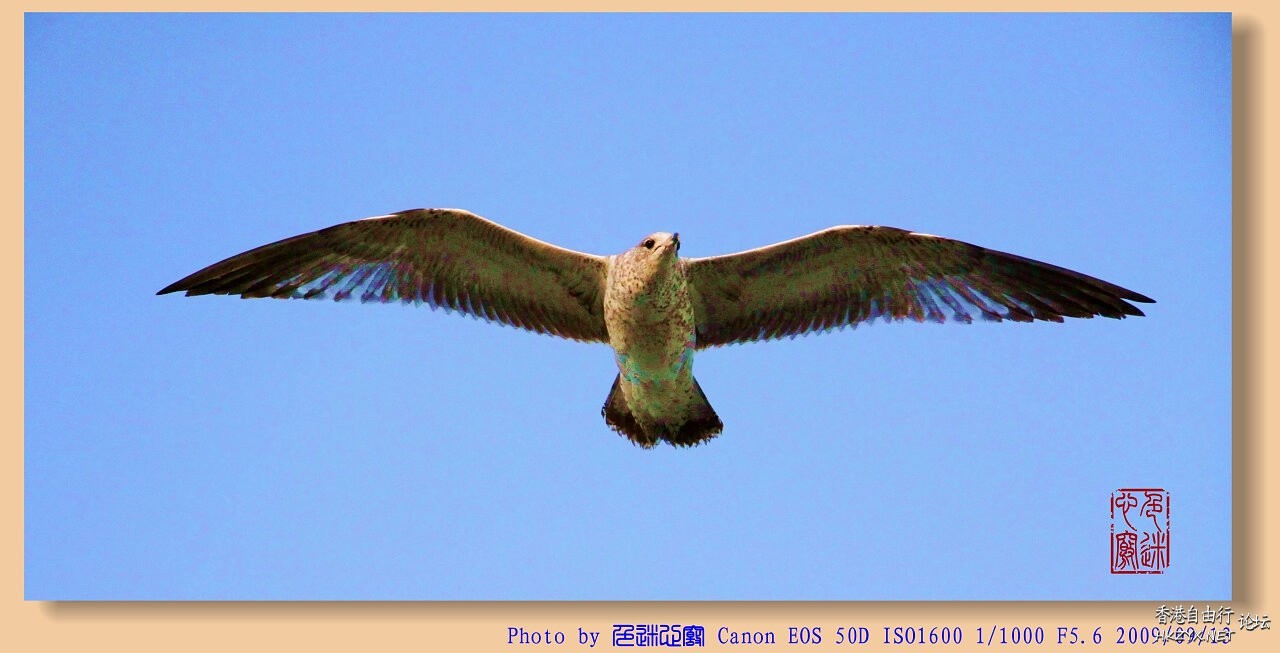   Birds 飛烏