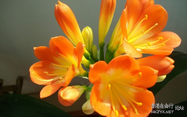   Flowers花卉