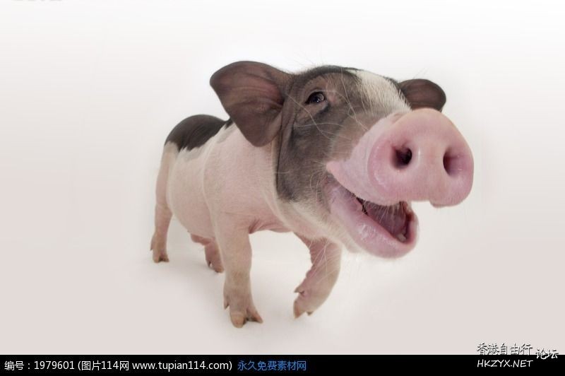   QQ表情圖