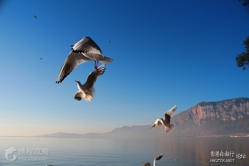   Birds 飛烏