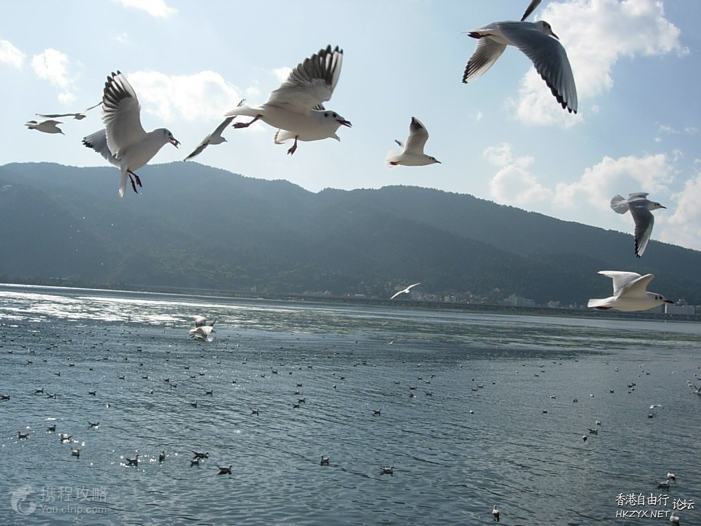   Birds 飛烏