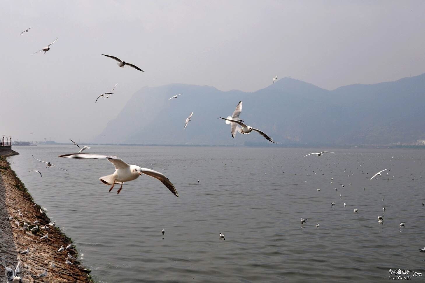   Birds 飛烏
