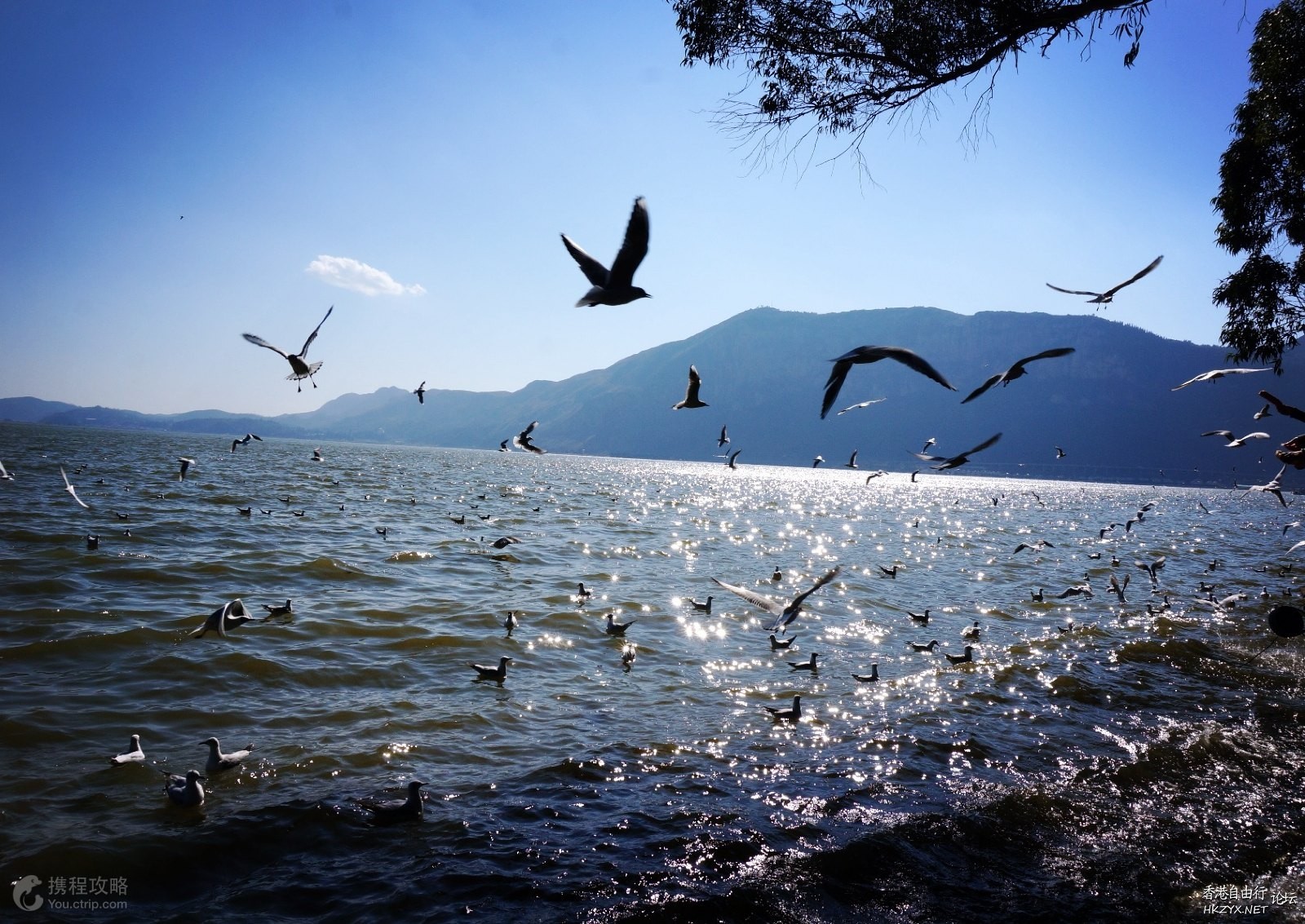   Birds 飛烏