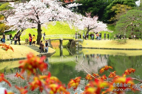 東京小石川後樂園櫻花盛開  World Trave...欧美