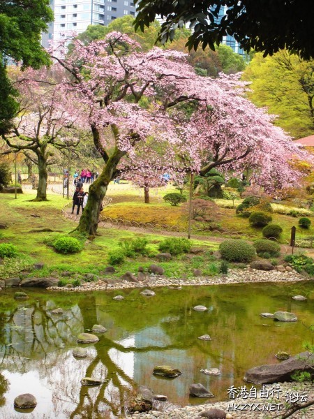 東京小石川後樂園櫻花盛開  World Trave...欧美